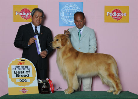 2011 FCI KINKI INTBest of Breed